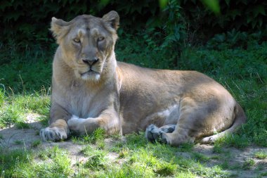 La Lionne se rest dans ediyor.