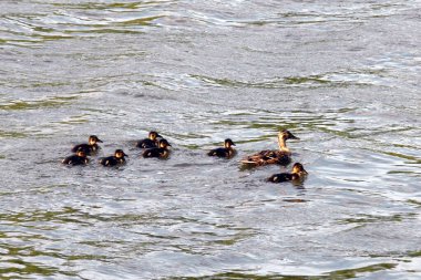 Anne baston ve minör.