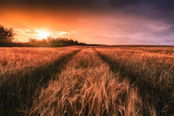 Arpa Tarlasında Gün Batımı
