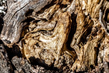 Yaşlı ağaç koçanı. Harika arkaplan resmi.