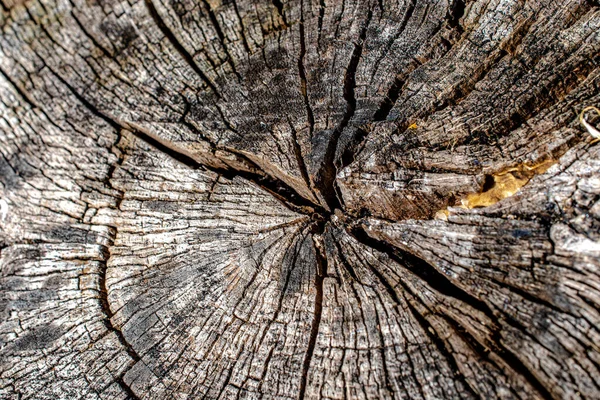 Yaşlı ağaç koçanı. Harika bir arka plan.