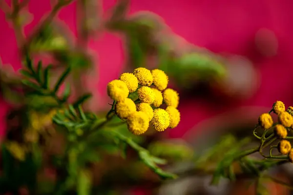 Çiçekler harika renklerde gelişir..