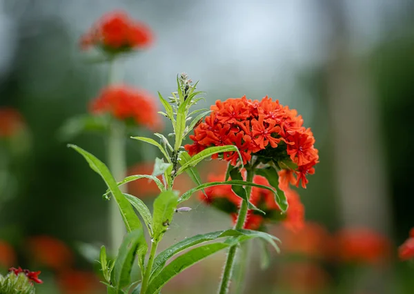 Güzel bir yaz gününde Renkli bir çiçek.