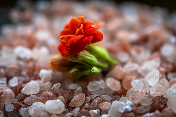 Kırık çiçek tuz tanelerinde.