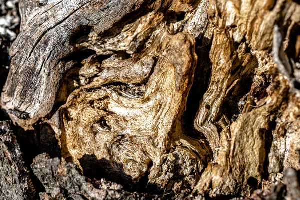 Yaşlı ağaç koçanı. Harika arkaplan resmi.