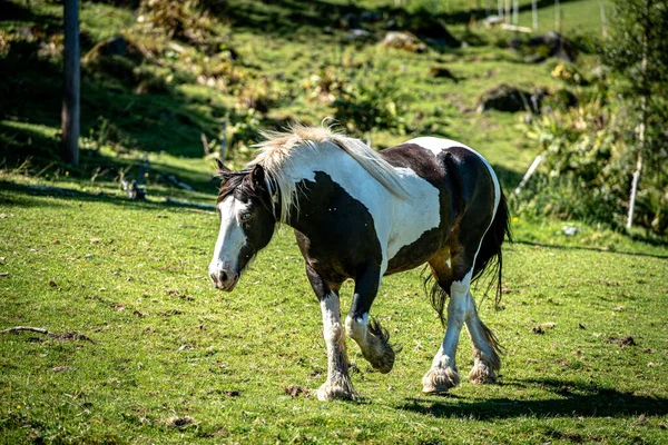 Norveç dağlarında at..