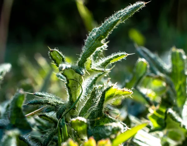 Bahçede keskin çimenler.