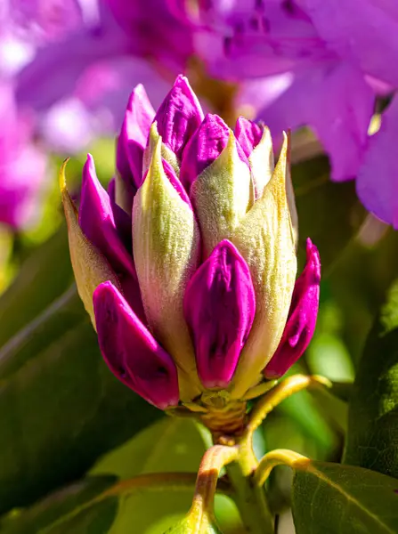 Bahar güneşinde manolya çiçeği.