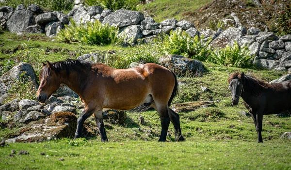 Norveç dağlarında atlar..