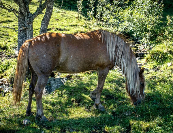 Güzel bir at ot yer..