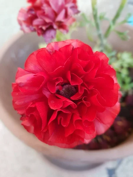 Vackra Blommor Med Gröna Blad Blomma Trädgården — Stockfoto