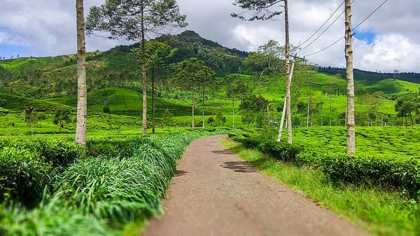 Ciwidey bölgesindeki turistik yerlerden biri olan Bandung Regency 'de, Endonezya Ciwidey' in gözlerini bozan çay tarlalarının güzel manzarası var.