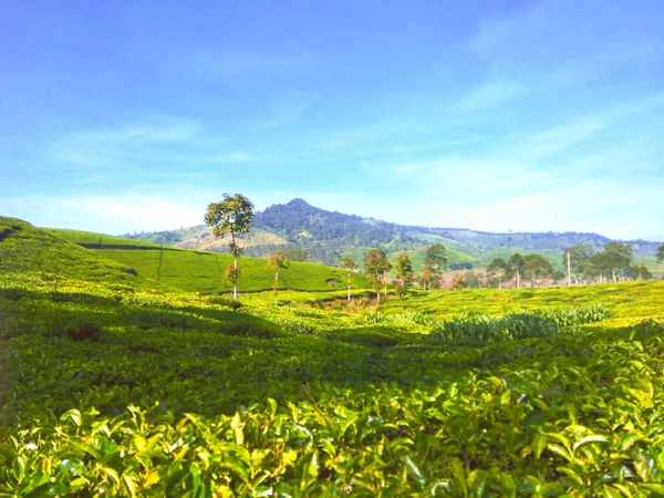 인도네시아의 지역에 목적지들 하나인 리젠트에는 플랜테이션의 아름다운 모습이 인도네시아의 데이의 — 스톡 사진