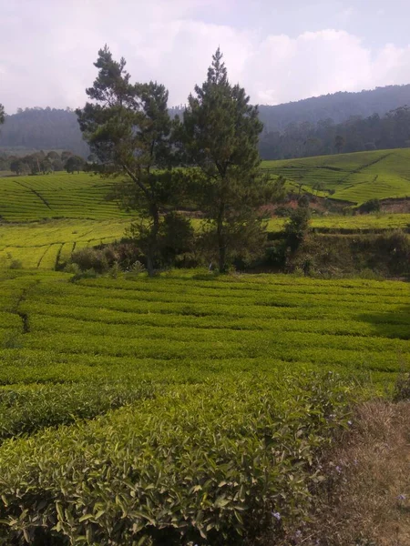 Ciwidey bölgesindeki turistik yerlerden biri olan Bandung Regency 'de, Endonezya Ciwidey' in gözlerini bozan çay tarlalarının güzel manzarası var.