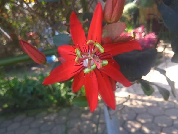 Kırmızı çiçek tohumu, bant gübresi, Endonezya 'nın fotoğrafı