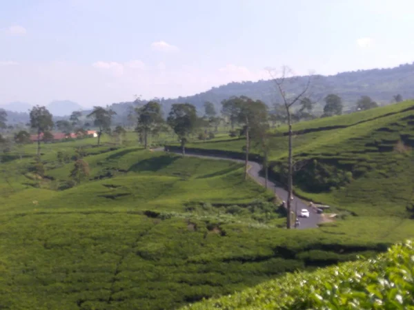 Ciwidey bölgesindeki turistik yerlerden biri olan Bandung Regency 'de, Endonezya Ciwidey' in gözlerini bozan çay tarlalarının güzel manzarası var.