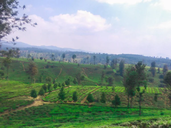 Ciwidey bölgesindeki turistik yerlerden biri olan Bandung Regency 'de, Endonezya Ciwidey' in gözlerini bozan çay tarlalarının güzel manzarası var.