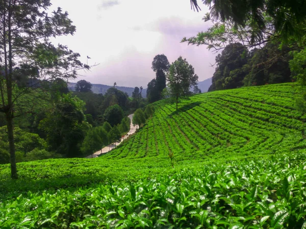位于万隆摄政地区的旅游胜地之一 有美丽的茶园景观 令印尼西韦迪目瞪口呆 — 图库照片