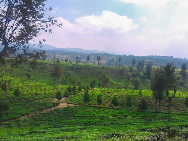 Ciwidey bölgesindeki turistik yerlerden biri olan Bandung Regency 'de, Endonezya Ciwidey' in gözlerini bozan çay tarlalarının güzel manzarası var.