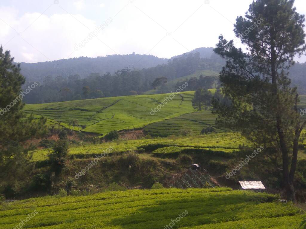 one of the tourist destinations located in the Ciwidey area, Bandung Regency, with beautiful views of tea plantations that spoil the eyes of Ciwidey, Indonesia