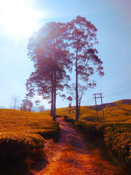 Rancabali, Endonezya 'nın Batı Java Eyaleti' nin Bandung Regency bölgesinde bir alt bölgedir. İlçenin bölünmesinden kaynaklanan bir bölge. 