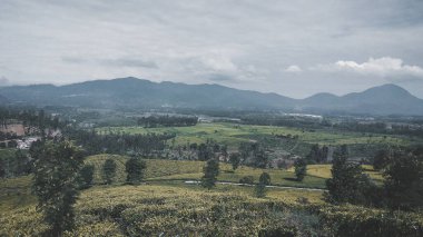 Malabar çay çiftliği, Malabar çay çiftliği Pangalengan bölgesinde, Batı Java, Endonezya
