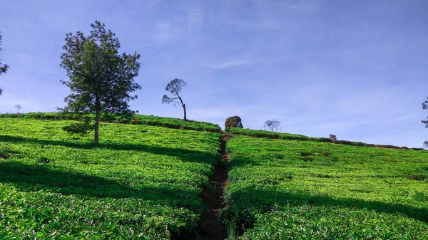 Malabar çay çiftliği, Malabar çay çiftliği Pangalengan bölgesinde, Batı Java, Endonezya