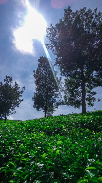 Malabar çay çiftliği, Malabar çay çiftliği Pangalengan bölgesinde, Batı Java, Endonezya