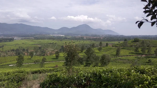 Malabar çay çiftliği, Malabar çay çiftliği Pangalengan bölgesinde, Batı Java, Endonezya