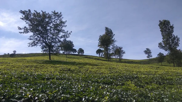 Plantacja Herbaty Malabarskiej Plantacja Herbaty Malabarskiej Obszarze Pangalengan Jawa Zachodnia — Zdjęcie stockowe