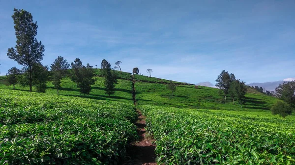 Malabar çay çiftliği, Malabar çay çiftliği Pangalengan bölgesinde, Batı Java, Endonezya