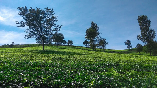 Malabar çay çiftliği, Malabar çay çiftliği Pangalengan bölgesinde, Batı Java, Endonezya