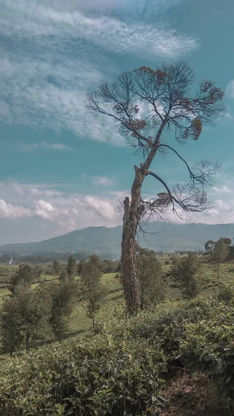 Malabar çay çiftliği, Malabar çay çiftliği Pangalengan bölgesinde, Batı Java, Endonezya