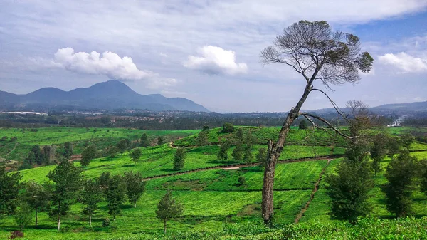 Malabar Çay Çiftliği Malabar Çay Çiftliği Pangalengan Bölgesinde Batı Java — Stok fotoğraf