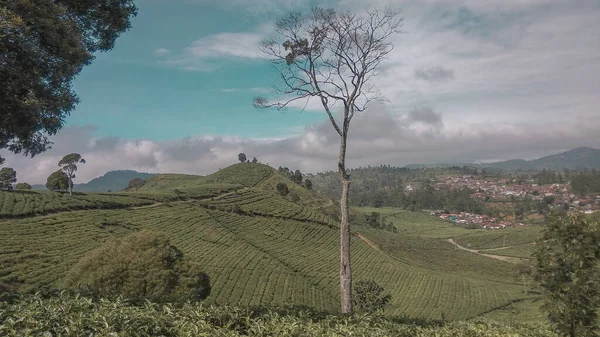 Malabar çay çiftliği, Malabar çay çiftliği Pangalengan bölgesinde, Batı Java, Endonezya