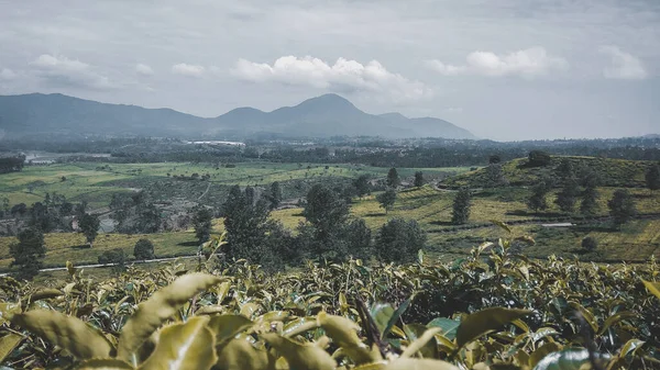 Malabar çay çiftliği, Malabar çay çiftliği Pangalengan bölgesinde, Batı Java, Endonezya