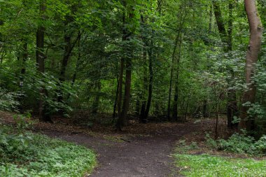 Weggabelung in gruenen Wald, Waldweg