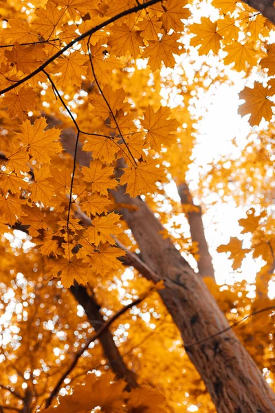 Herbstwald Zielarz Baum Mit Orangenen Isolierten Blaettern Wald Umgeben Von — Zdjęcie stockowe
