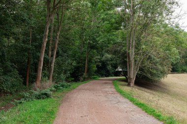 Waldweg mit verschiedenen Baeumen, Geaest und gruenen Blaettern