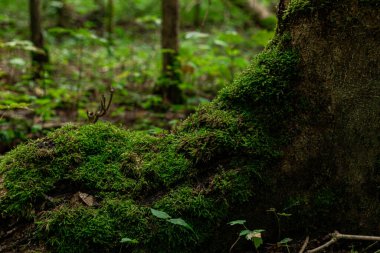 Waldboden mit einer grossen Wurzel besetzt mit viel gruenem Moos und kleinen Setzlingen im Hintergrund.