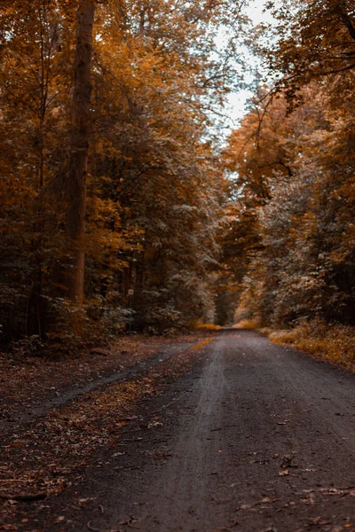 Wunderschoener Herbstlicher Waldweg Mit Verschiedenen Baeumen Und Orangenen Blaettern — Foto de Stock
