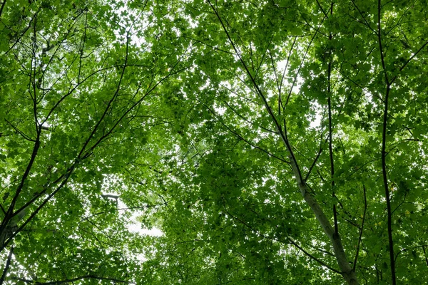 Wald Mit Verschiedenen Baeumen Mit Kleinen Aesten Und Vielen Gruenen — Stock Photo, Image
