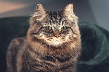 Çizgili bir ev kedisi kameraya bakıyor. Aşağıdan aydınlatılmış.. 