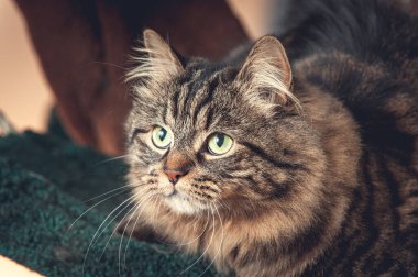 Çizgili dişi kedi bir kedi ağacında oynuyor ve sola bakıyor..