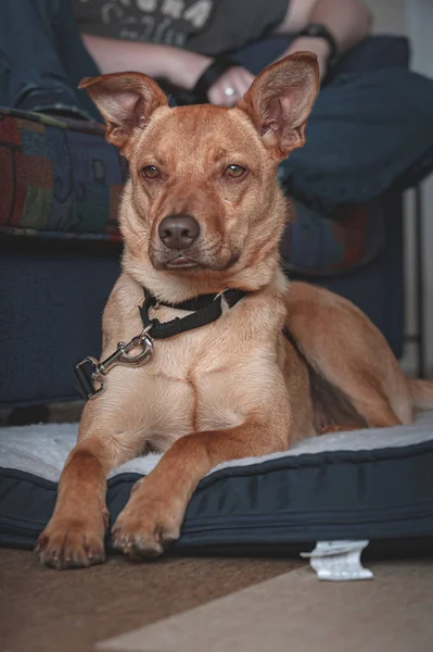 Potcake Dog Paspasın Üzerinde Dinleniyor Uzaklığa Bakıyor Portre Biçimi — Stok fotoğraf