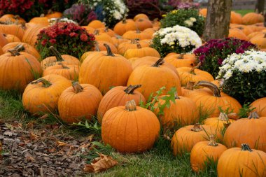 Taze renkli Cadılar Bayramı Balkabakları
