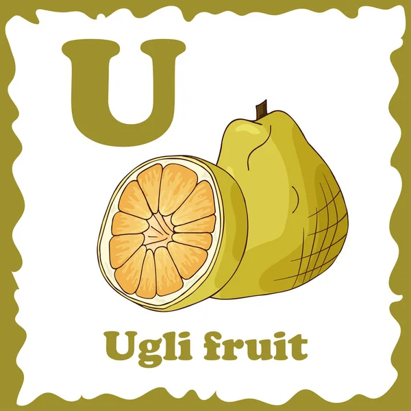 Alfabeto de frutas vectoriales para la educación. Ilustración para niños. Letra U de Ugli fruit — Archivo Imágenes Vectoriales