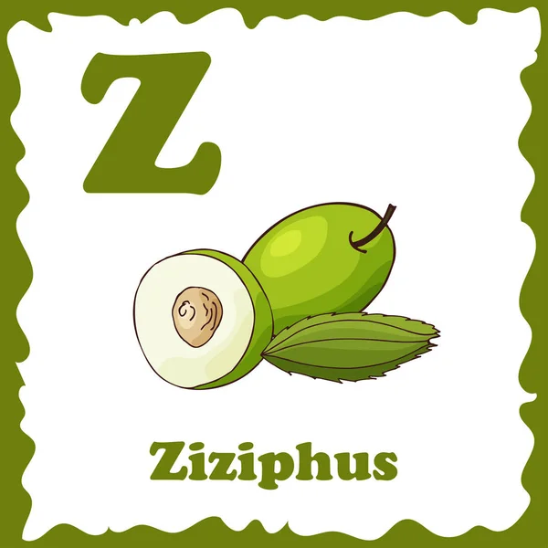Alfabeto de vetor de frutas para educação. Ilustração para crianças. Carta Z para Ziziphus — Vetor de Stock
