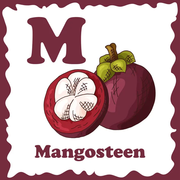 Alfabeto de vetor de frutas para educação. Ilustração para crianças. Carta M para Mangosteen —  Vetores de Stock