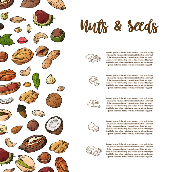Modèle de noix et graines naturelles. Objets dessinés à la main pour votre design. Le motif avec espace pour le texte. Illustration vectorielle — Image vectorielle